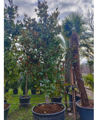 MAGNOLIA GRANDIFLORA GALLISONENSIS 048