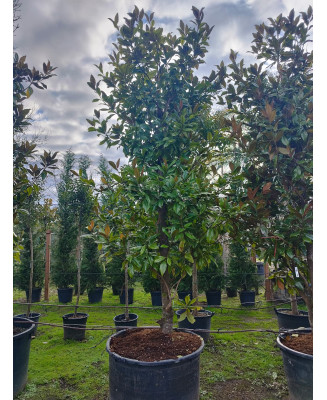 MAGNOLIA GRANDIFLORA GALLISONENSIS 049