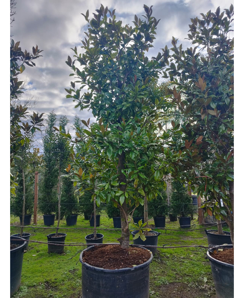 MAGNOLIA GRANDIFLORA GALLISONENSIS 049