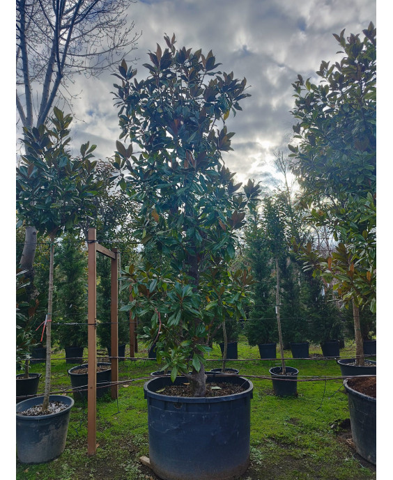 MAGNOLIA GRANDIFLORA GALLISONENSIS 050