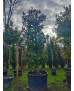 MAGNOLIA GRANDIFLORA GALLISONENSIS 050