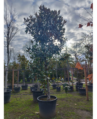 MAGNOLIA GRANDIFLORA GALLISONENSIS 051