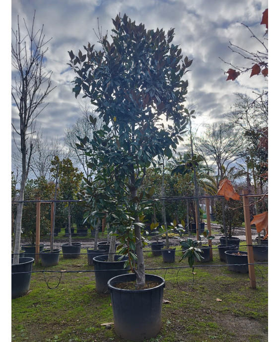 MAGNOLIA GRANDIFLORA GALLISONENSIS 051