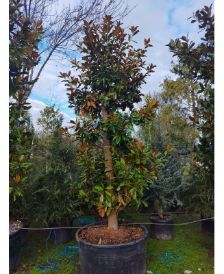 MAGNOLIA GRANDIFLORA GALLISONENSIS 082