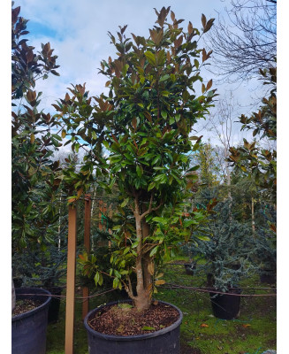 MAGNOLIA GRANDIFLORA GALLISONENSIS 083