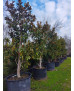 MAGNOLIA GRANDIFLORA GALLISONENSIS 019