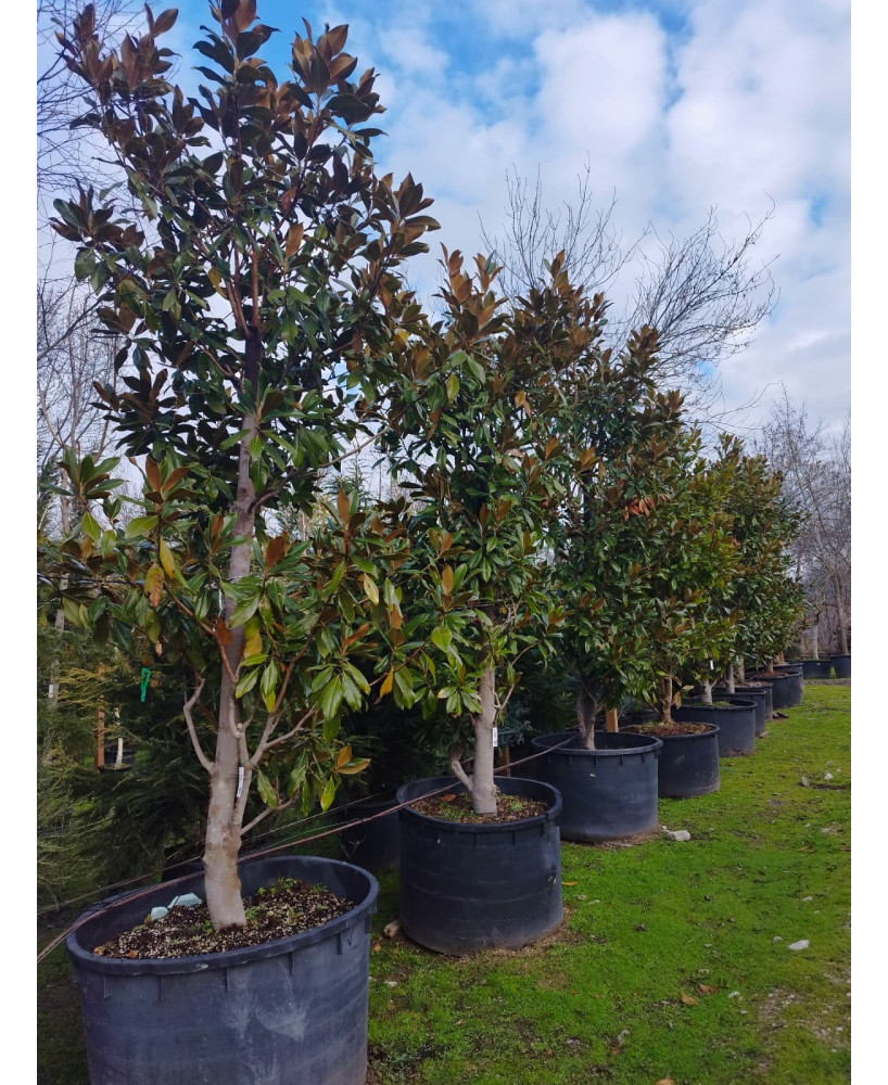 MAGNOLIA GRANDIFLORA GALLISONENSIS 049
