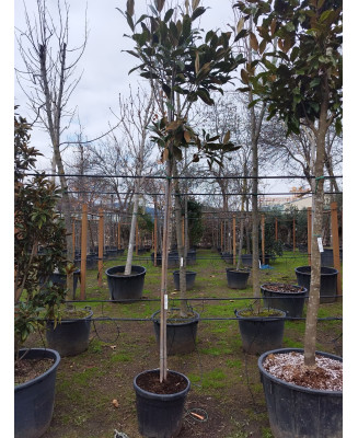 MAGNOLIA GRANDIFLORA 033