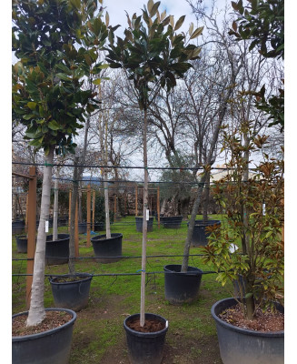 MAGNOLIA GRANDIFLORA 034