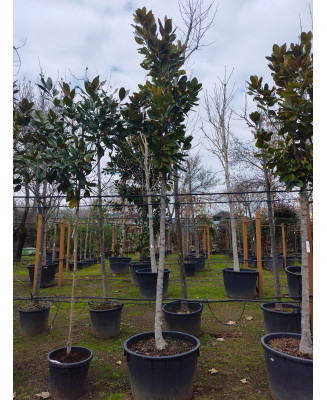 MAGNOLIA GRANDIFLORA 039