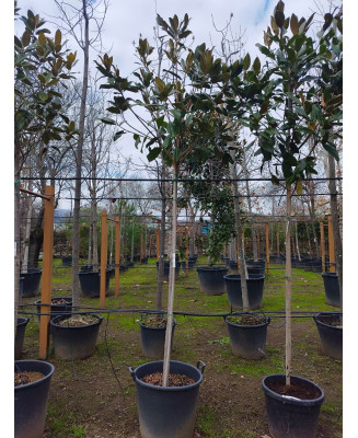 MAGNOLIA GRANDIFLORA 041