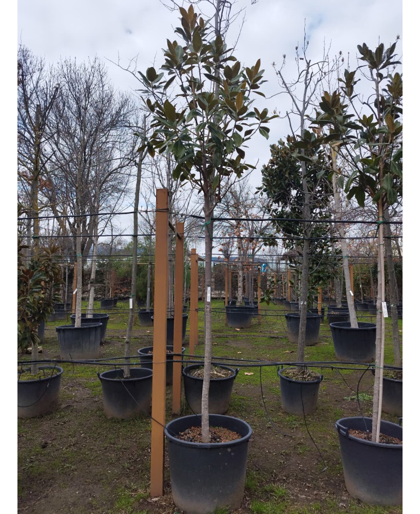 MAGNOLIA GRANDIFLORA 042