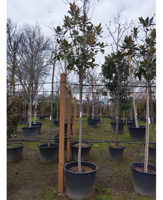 MAGNOLIA GRANDIFLORA 042