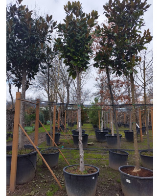 MAGNOLIA GRANDIFLORA 045