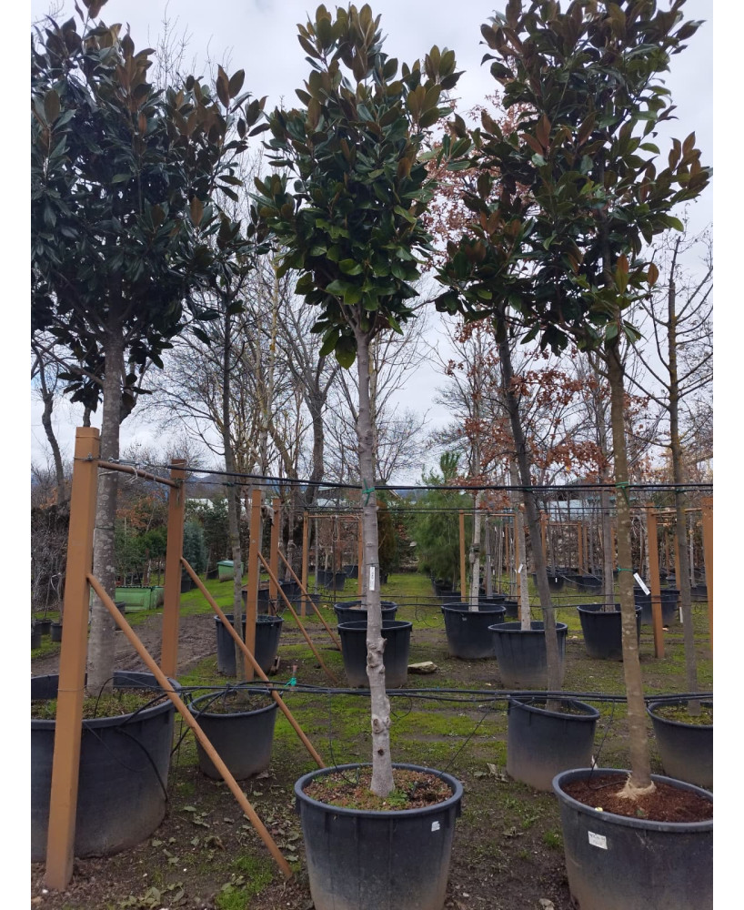 MAGNOLIA GRANDIFLORA 045