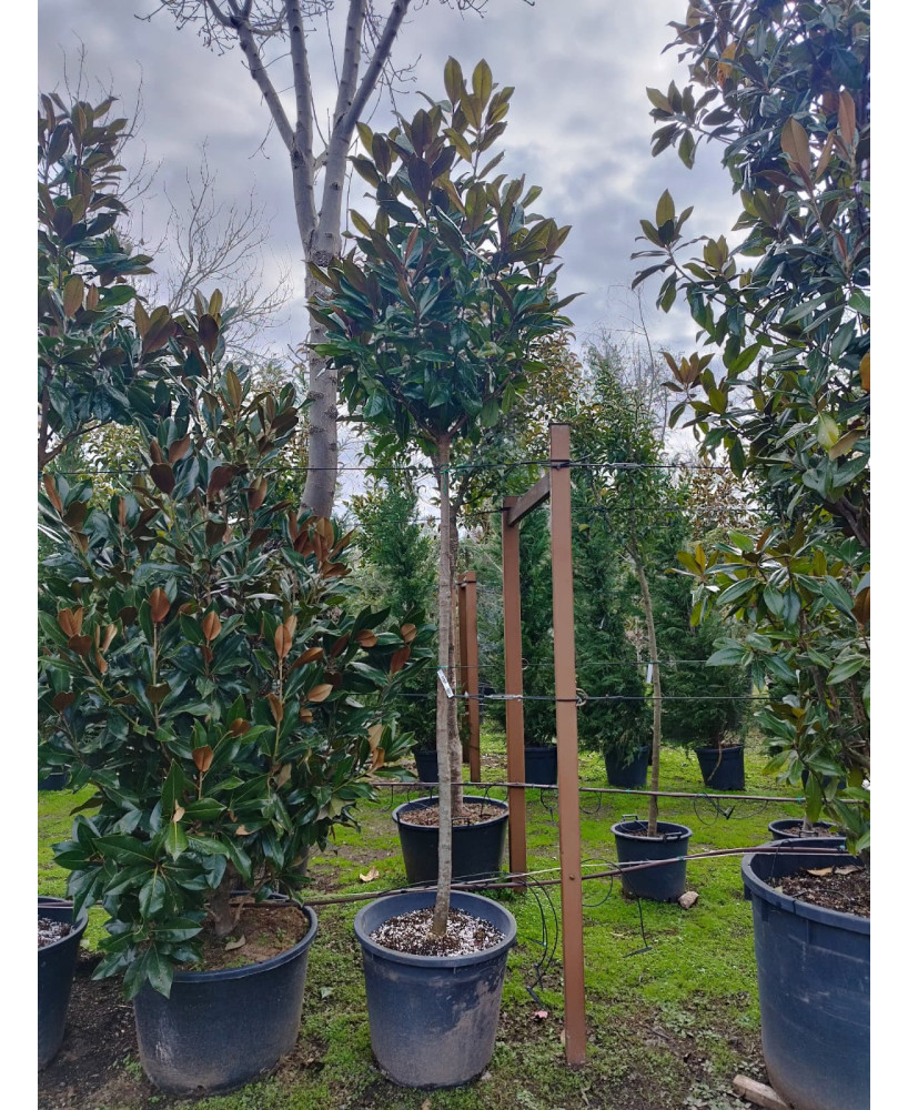 MAGNOLIA GRANDIFLORA 062