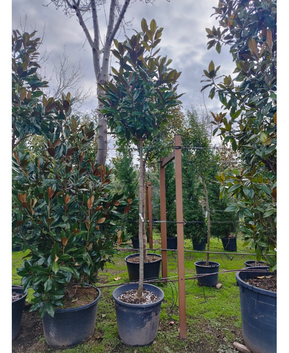 MAGNOLIA GRANDIFLORA 062