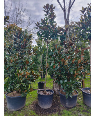 MAGNOLIA GRANDIFLORA 063