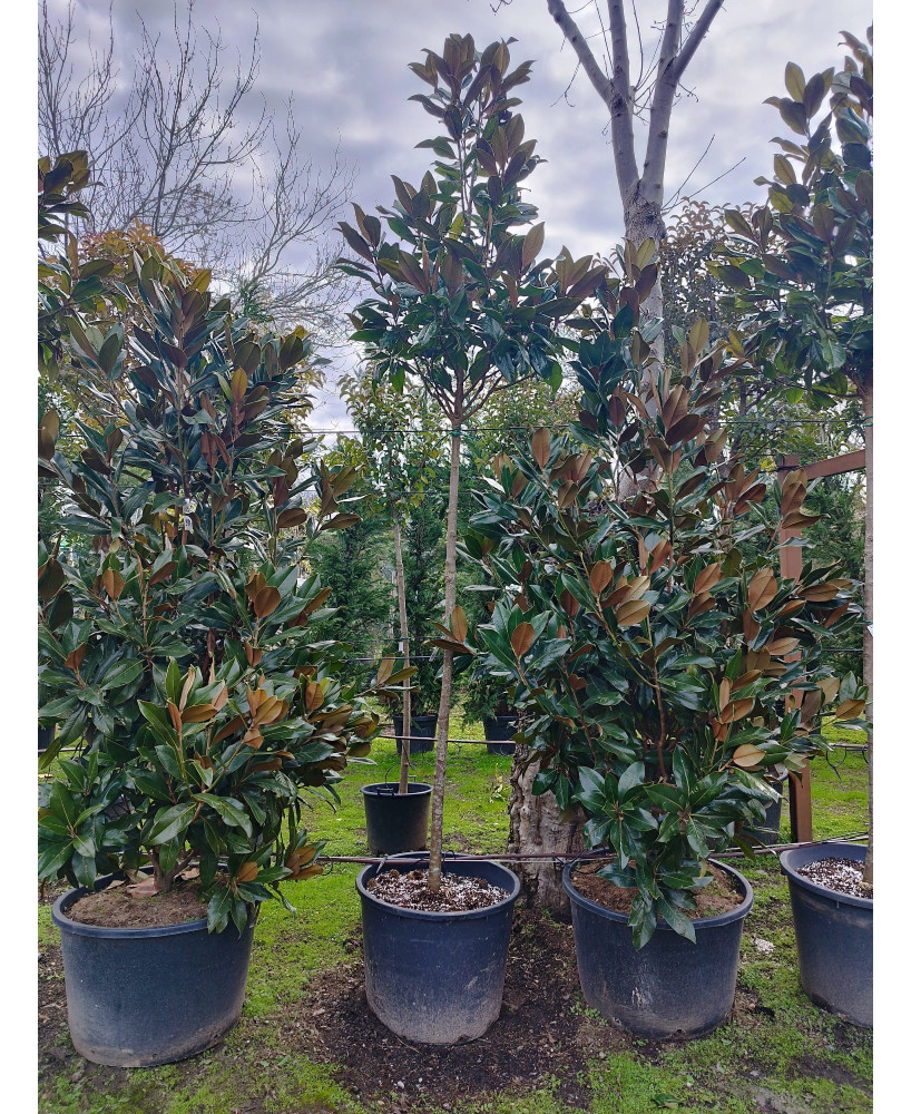 MAGNOLIA GRANDIFLORA 063