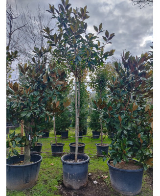 MAGNOLIA GRANDIFLORA 064