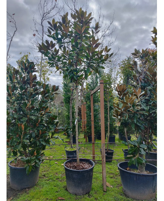 MAGNOLIA GRANDIFLORA 066