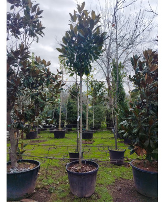 MAGNOLIA GRANDIFLORA 067