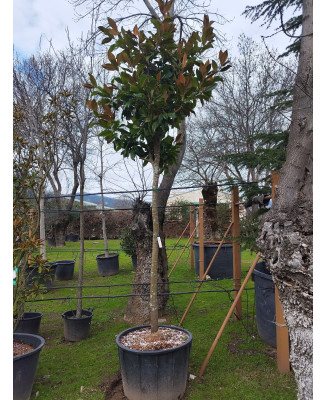 MAGNOLIA GRANDIFLORA 070