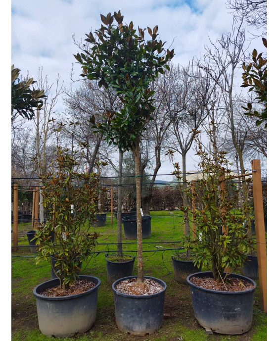 MAGNOLIA GRANDIFLORA 074