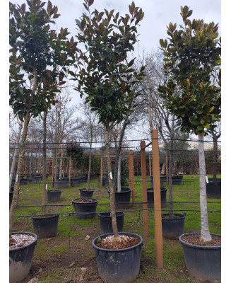 MAGNOLIA GRANDIFLORA 077