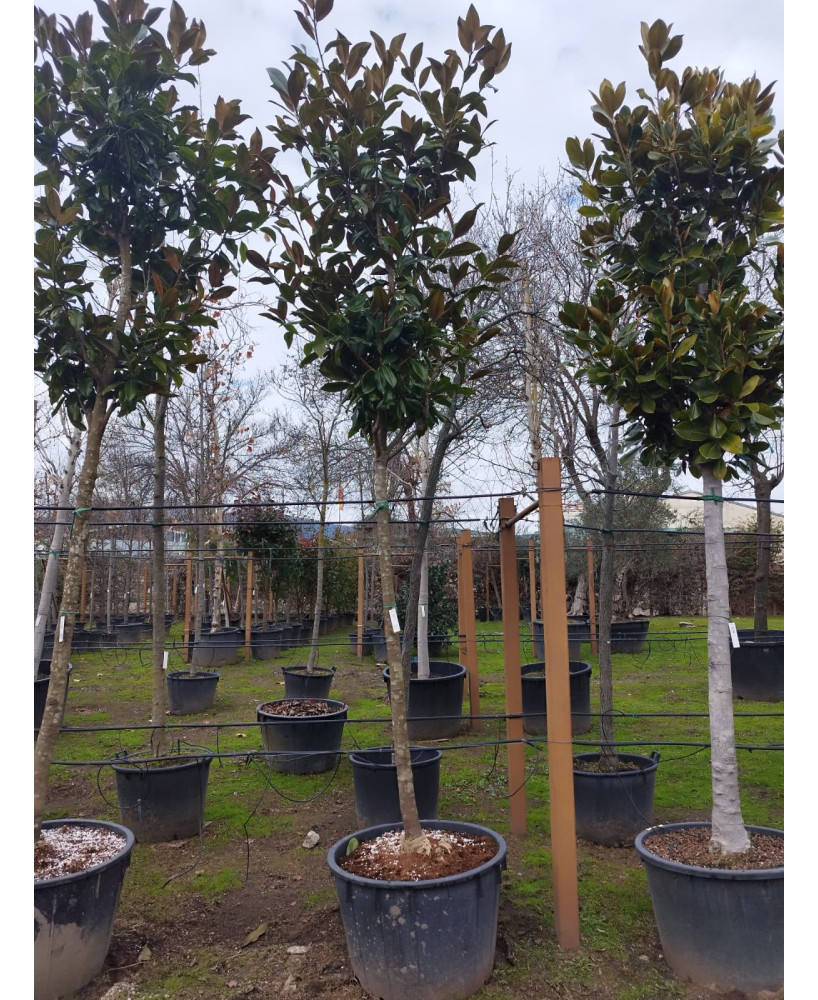 MAGNOLIA GRANDIFLORA 077