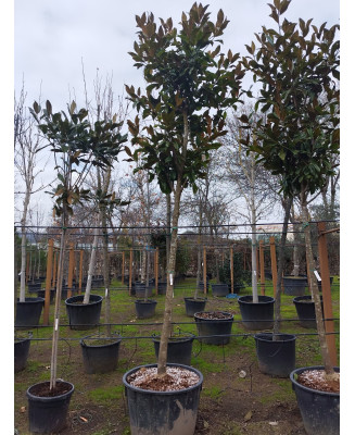 MAGNOLIA GRANDIFLORA 078