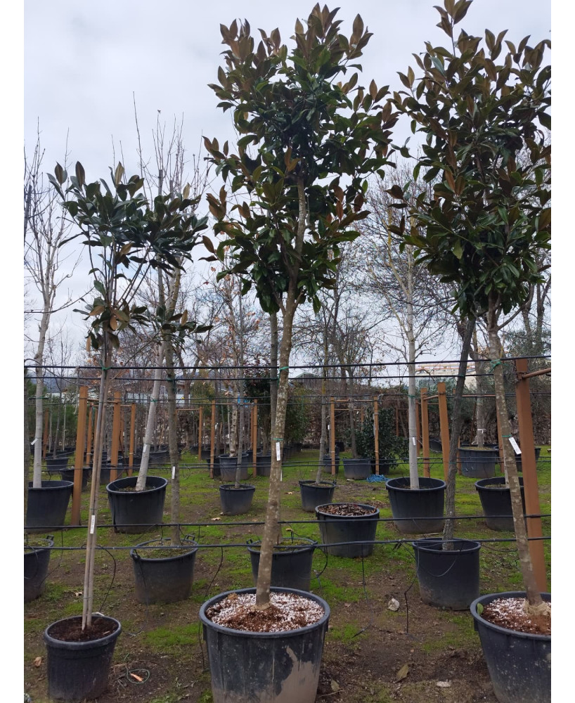 MAGNOLIA GRANDIFLORA 078