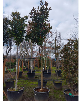 MAGNOLIA GRANDIFLORA 081