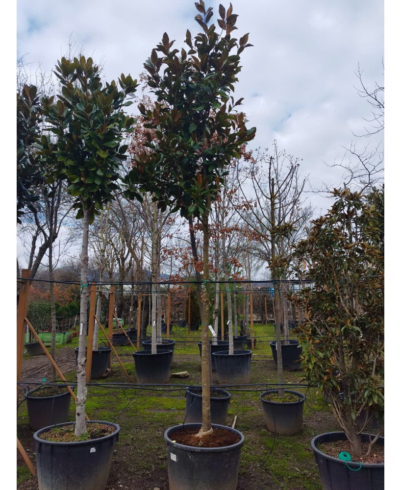 MAGNOLIA GRANDIFLORA 081
