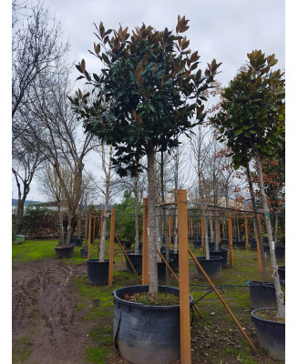 MAGNOLIA GRANDIFLORA 047