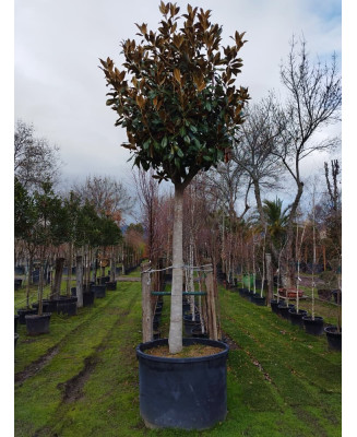 MAGNOLIA GRANDIFLORA 016