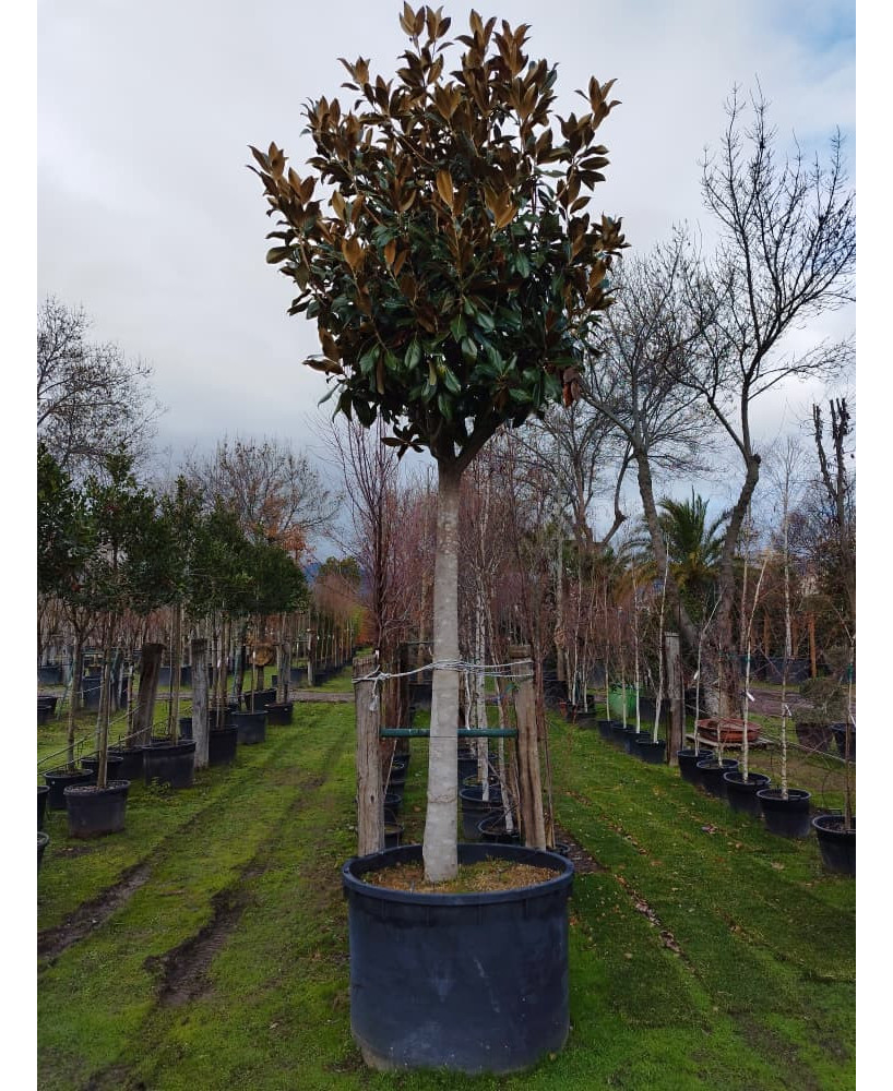 MAGNOLIA GRANDIFLORA 016