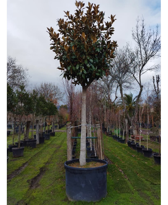 MAGNOLIA GRANDIFLORA 016