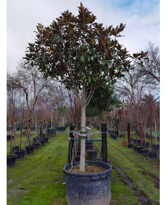 MAGNOLIA GRANDIFLORA 012