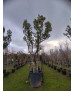 MADROÑO 009