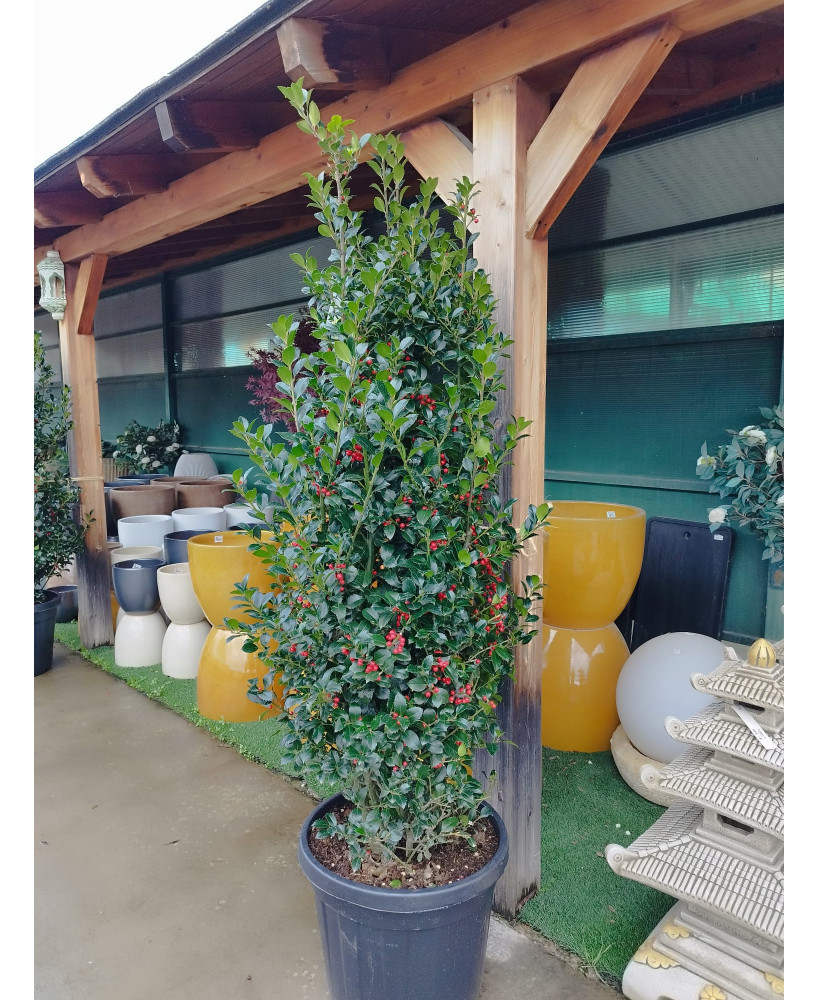 ACEBO (ILEX AQUIFOLIUM)