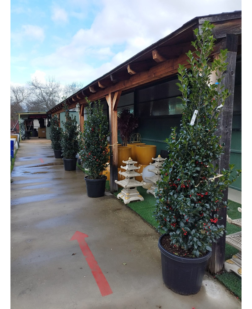 ACEBO (ILEX AQUIFOLIUM)