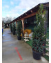 ACEBO (ILEX AQUIFOLIUM)