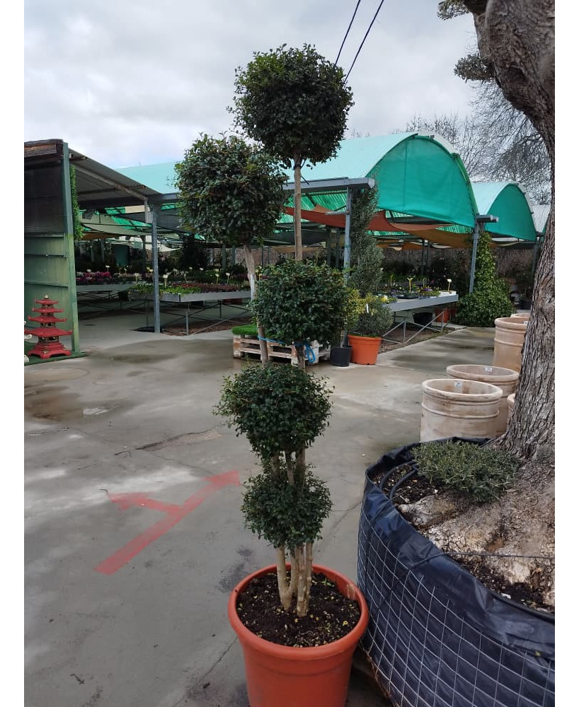 LIGUSTRUM JONANDRUM