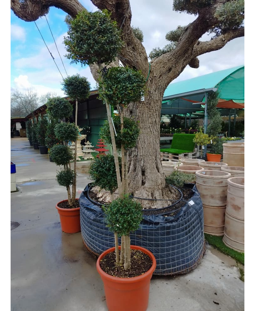 LIGUSTRUM JONANDRUM