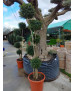 LIGUSTRUM JONANDRUM