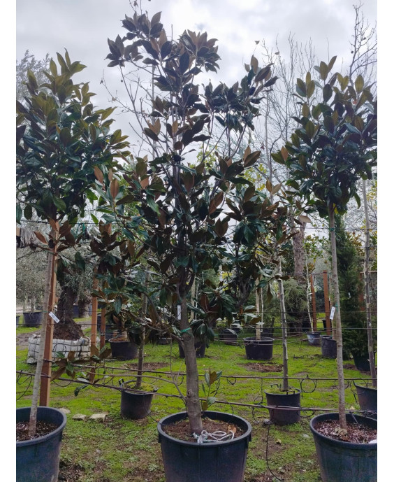 MAGNOLIA GRANDIFLORA 068