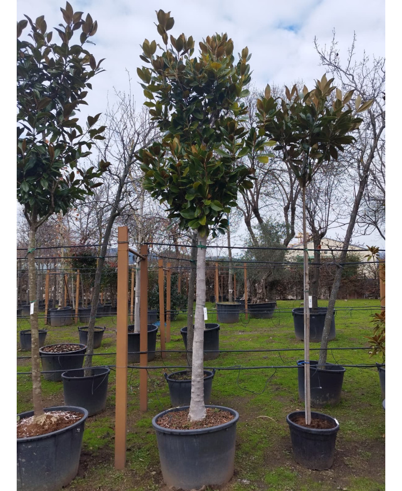 MAGNOLIA GRANDIFLORA 076