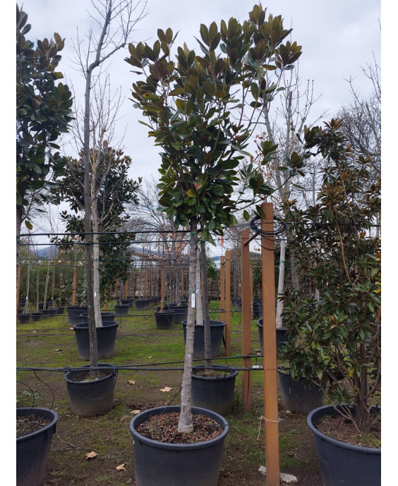 MAGNOLIA GRANDIFLORA 079