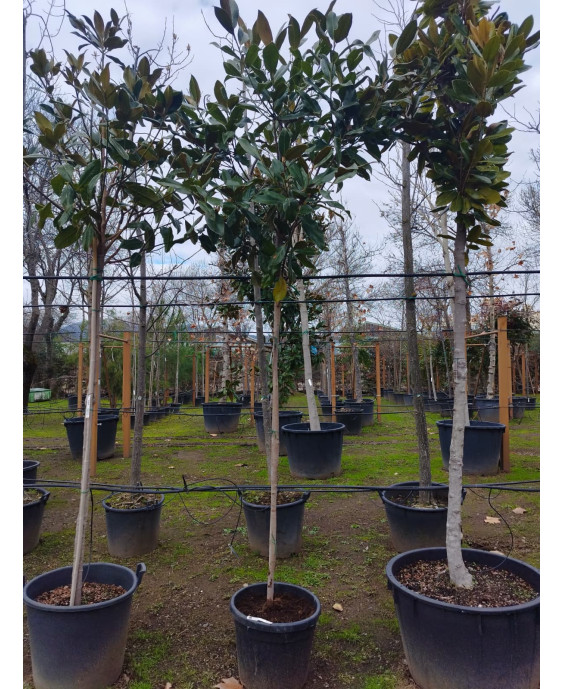 MAGNOLIA GRANDIFLORA 080
